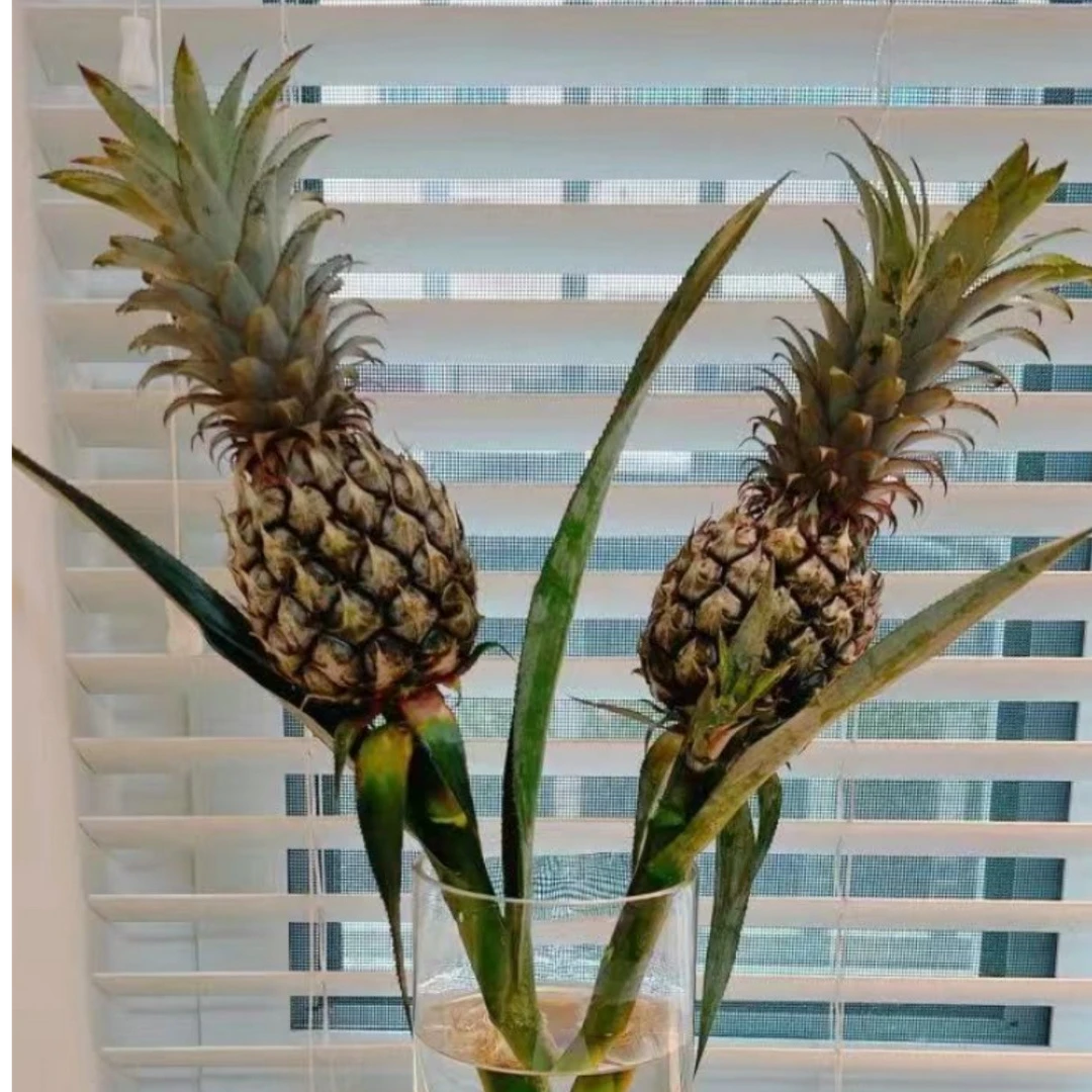 香水小菠萝黑凤梨鲜切花水培客厅办公室内插花表白花材云南直发