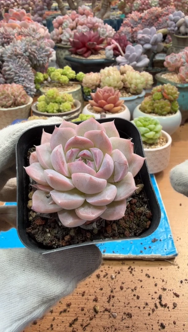 东云多肉园二店-433