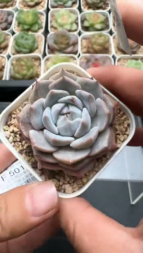 500F云禹多肉植物 默认脱土纸巾打包 3颗包邮