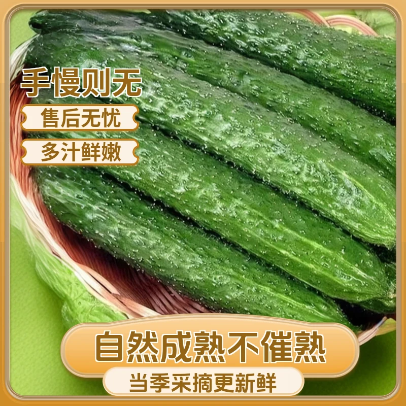 河南农家种植青皮绿心新鲜多汁黄瓜3斤5斤装