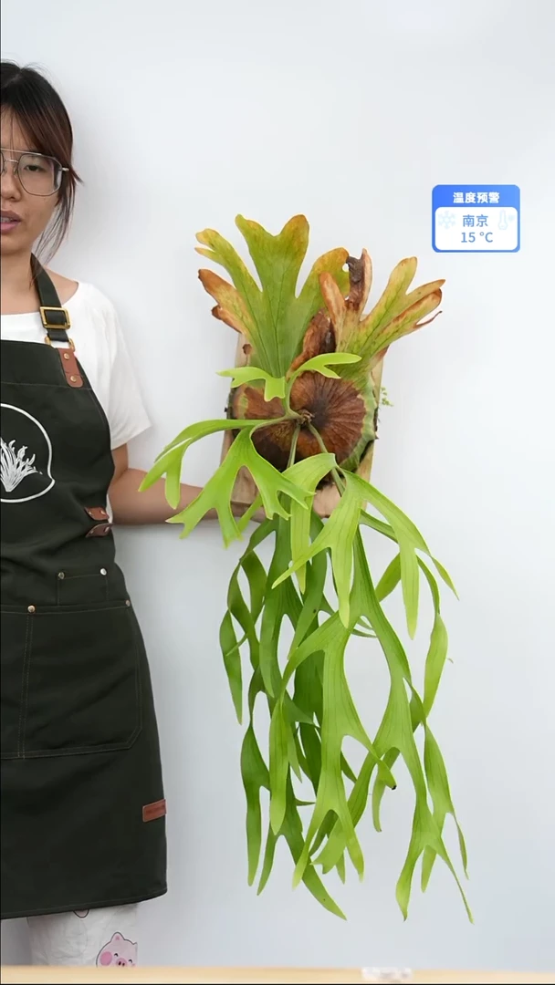 不开花植物a590皇冠