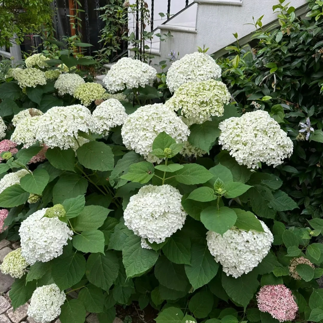 【嘉遇】高盆5加仑 无敌贝拉安娜  露天绣球 盆栽花卉 适合庭院阳台