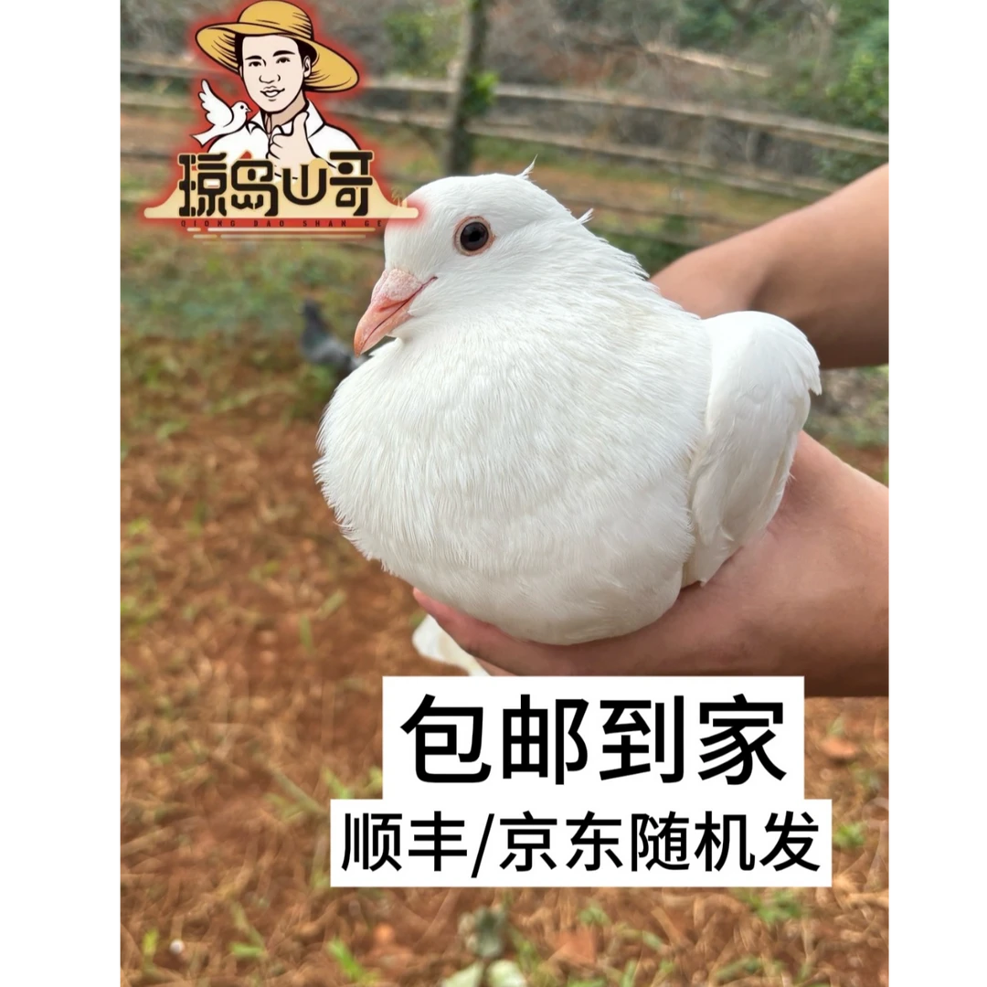 【宰好4只装】农家散养五谷喂养45天以上放飞鸽当天现宰现发1250g