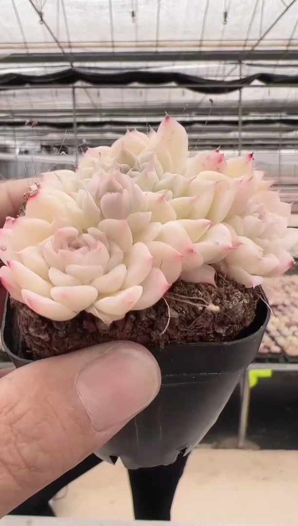 【闪购商品】玛丽亚影-1