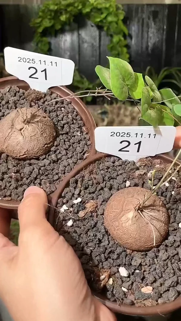 21号1111福利南非龟甲龙买一送一