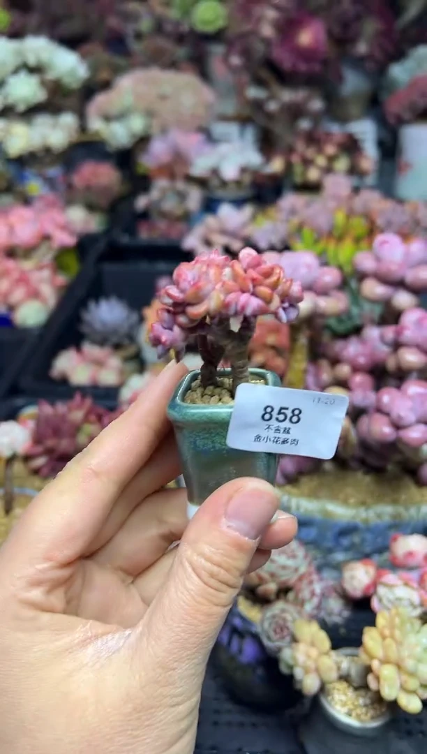 涵**媛858           不带盆