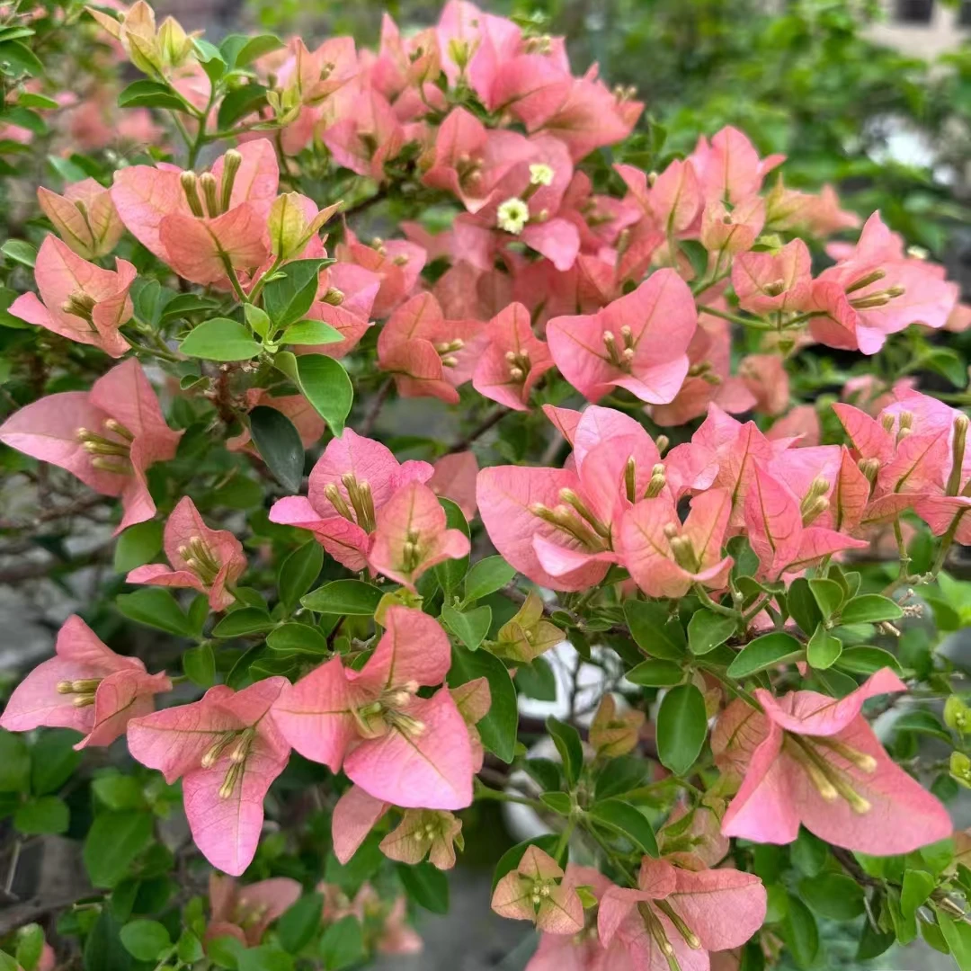 卡亚塔三角梅袋苗 包对版不包活