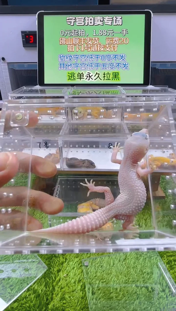 豹纹守宫守宫可爱温顺迷人好看