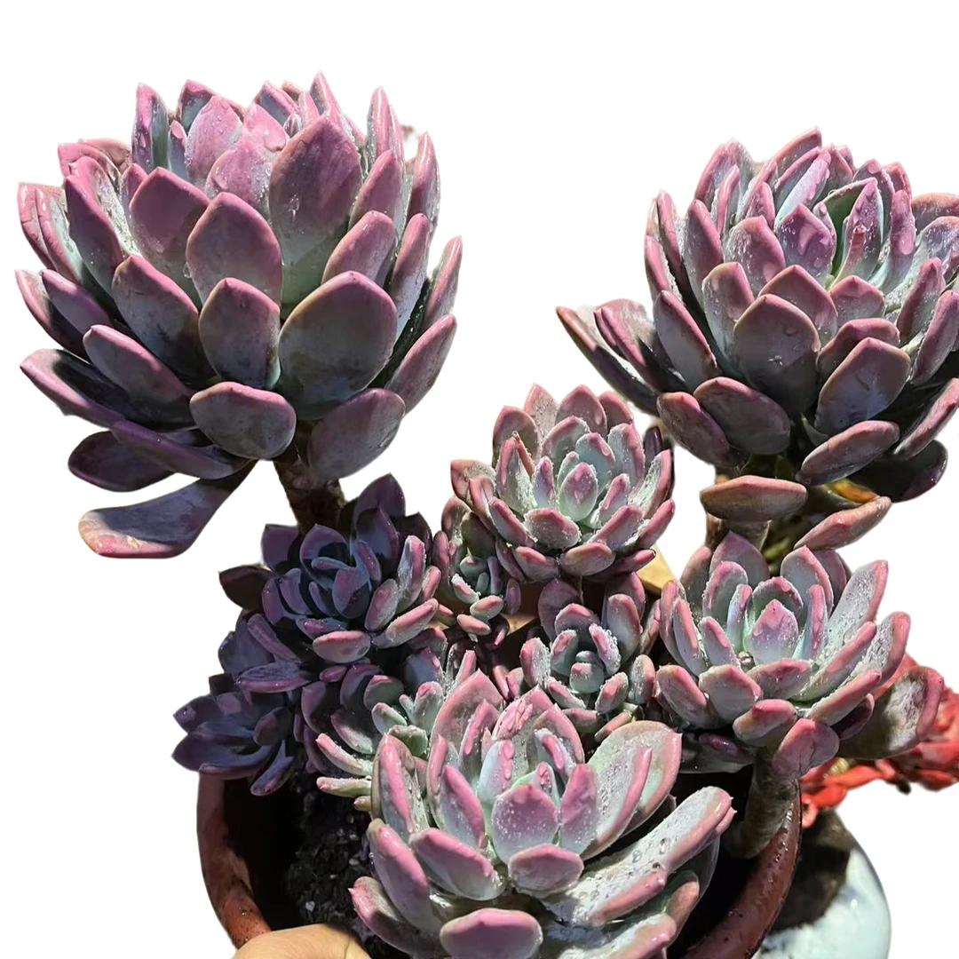 精品多肉植物  大大灰姑娘