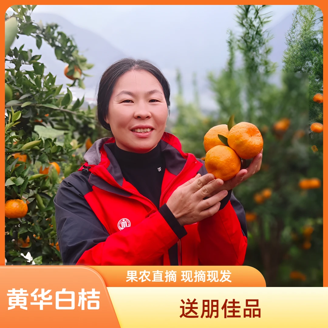 黄华白桔极品口感现摘现发白橘子中的王者来自金沙江畔送友首选