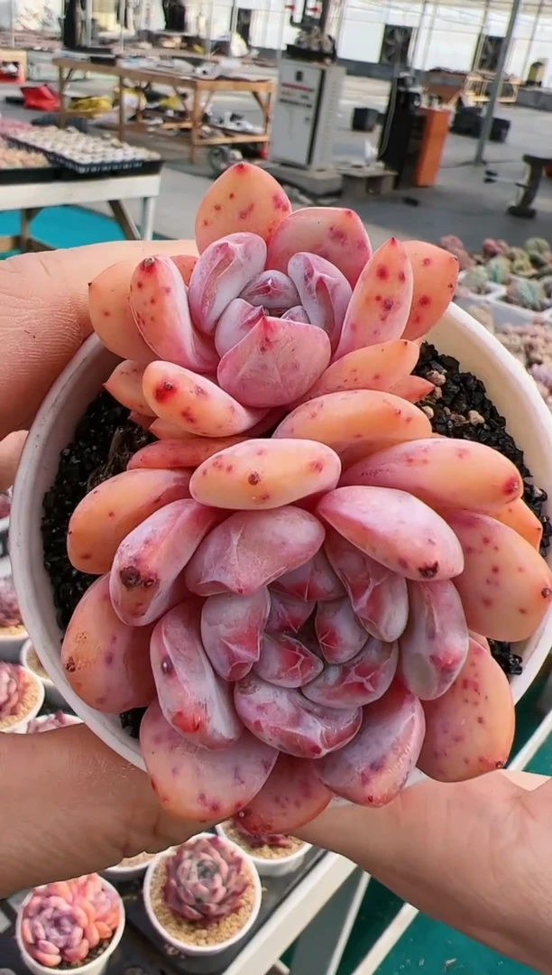 【闪购商品】 双头钻石星影一颗