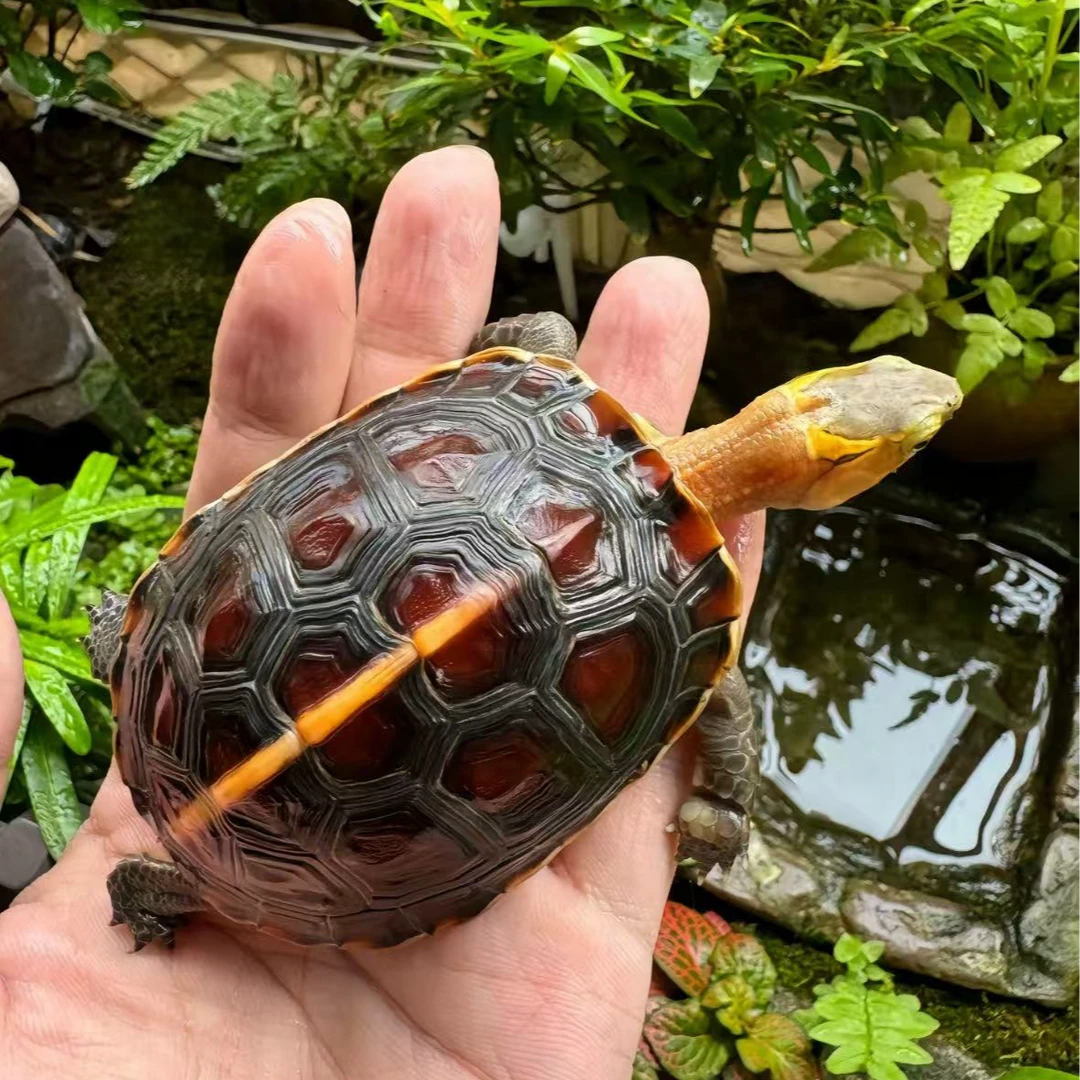 活体宠物通用链接