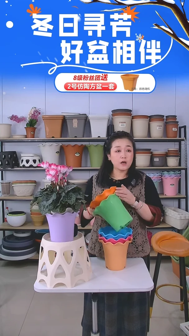 彩色荷叶边5002型号5个不带托盘