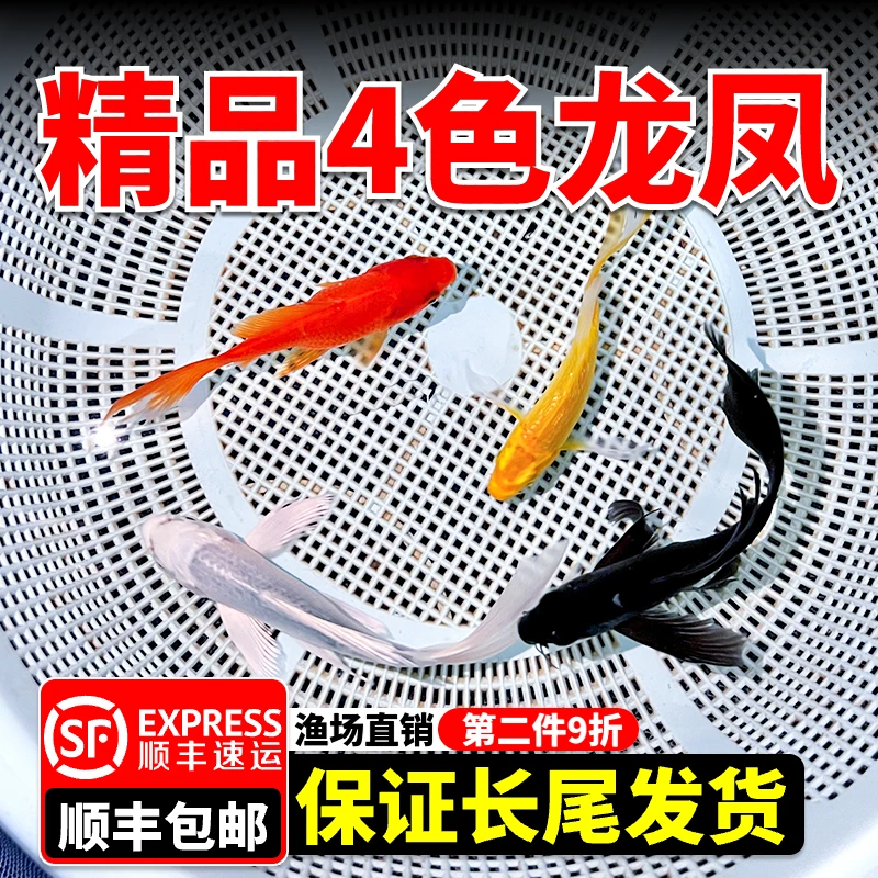 纯种黄金龙凤锦鲤长尾活体观赏鱼风水鱼淡水冷水鱼好养耐活鱼苗