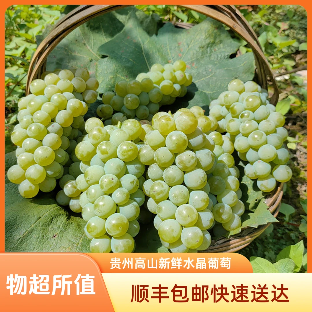 【顺丰包邮】贵州高山农家露天水晶葡萄现摘现发新鲜水果