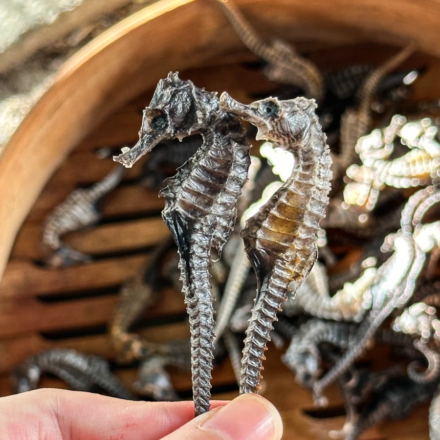 海马 海产干货滋补汤料  | 武焱