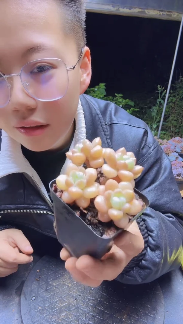 小*儿达芙尼一物一拍一物一拍