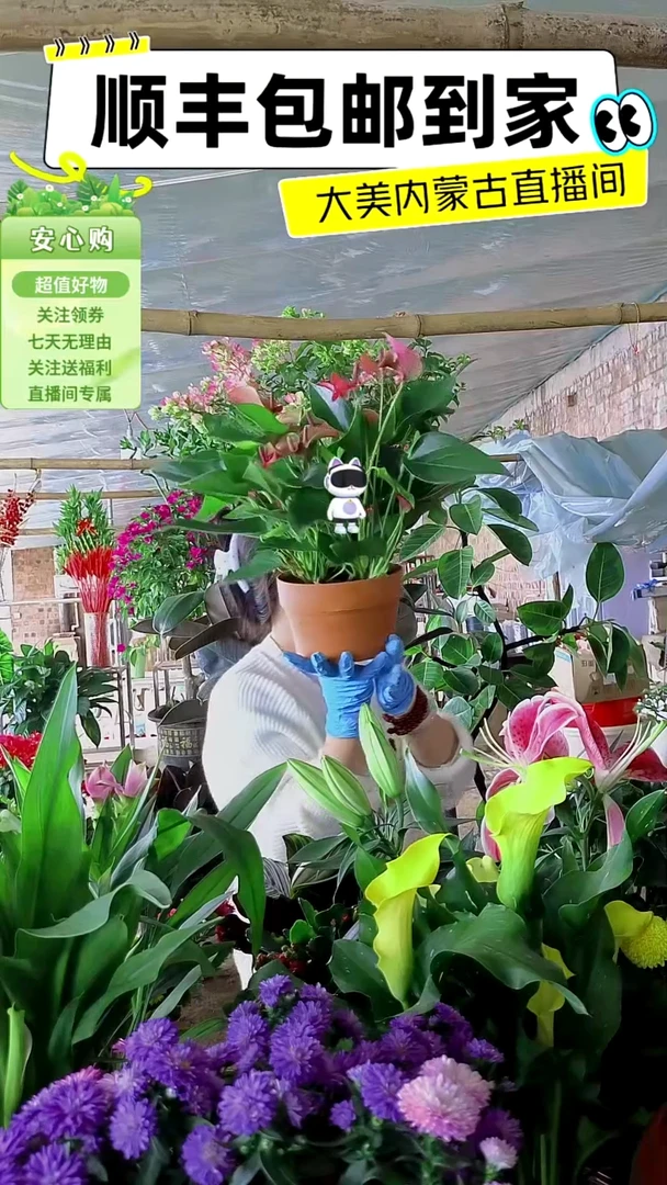 完全开放紫掌水培