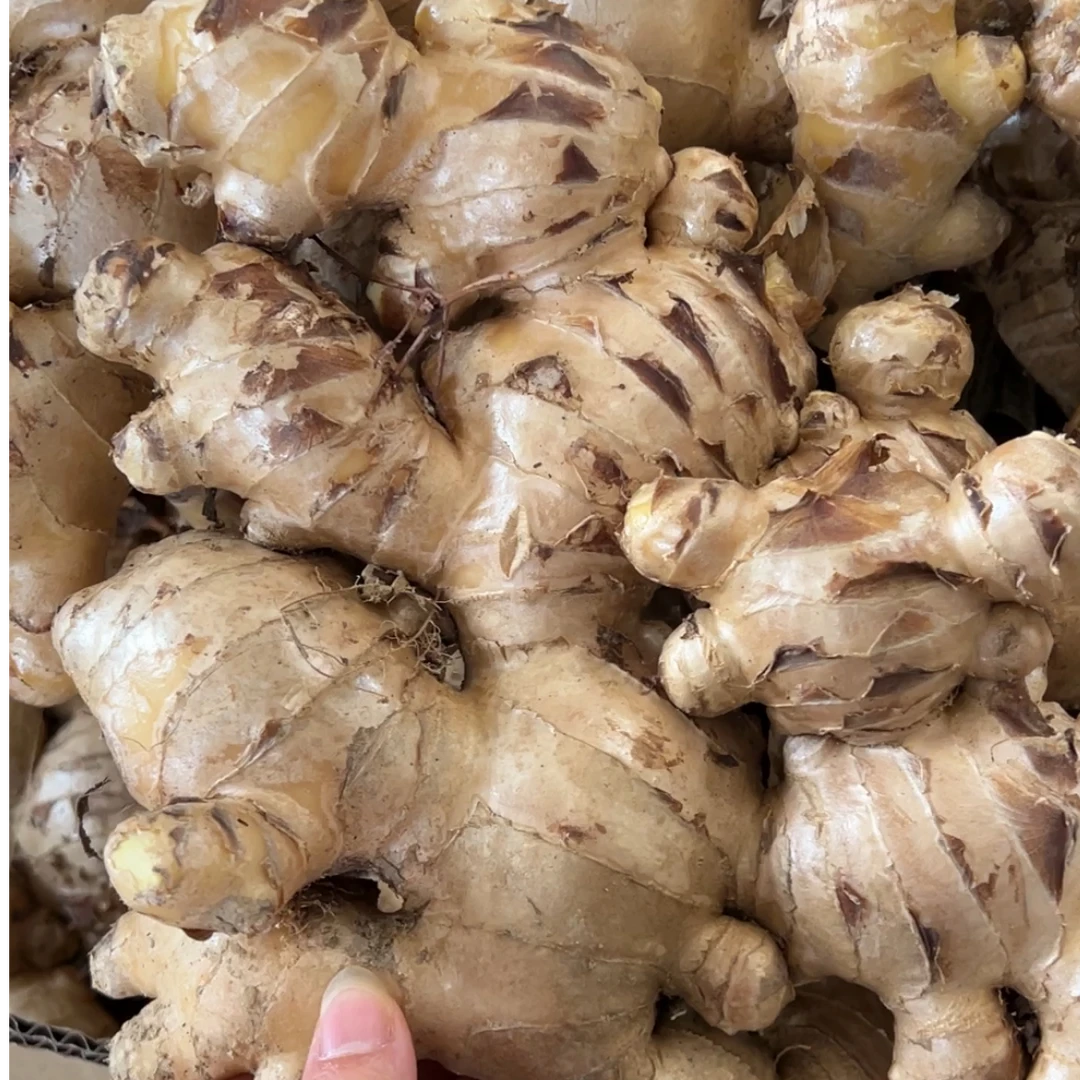 信宜茶山盖草2号红芽大肉生姜种