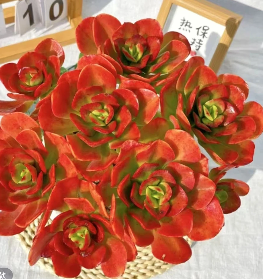 红梅 好种好养 瑕疵不售后 多肉绿植园艺种植多肉办公室