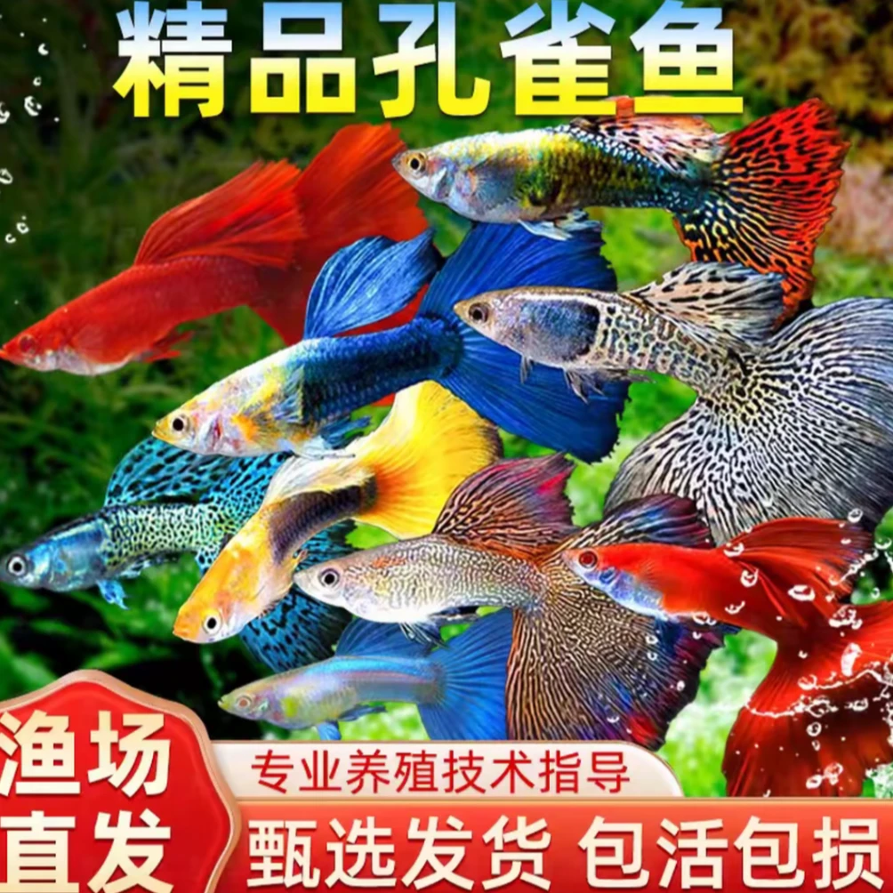 【自行备注品种】六个套餐推荐新手好养小型热带孔雀鱼（2条备损）