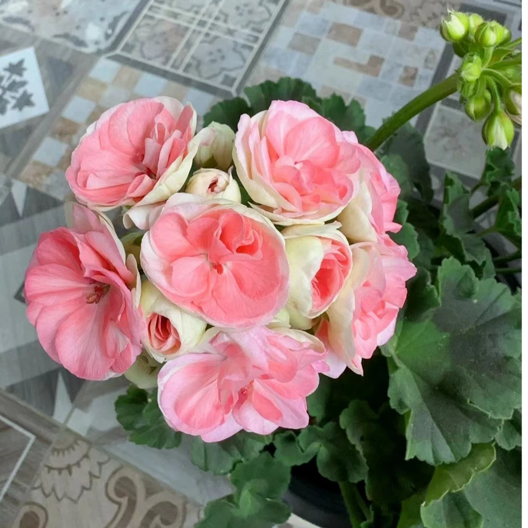 （润绿）瑞典玫瑰小姐（运输途中黄叶正常现象，建议勿拍）拍1送1