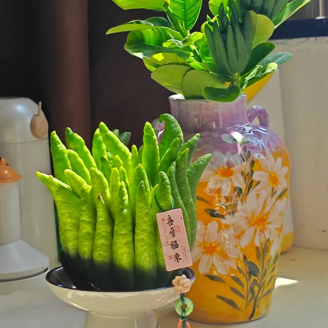 【精品大果】佛手柑闻香观赏天然香薰云南高山基地现摘现发