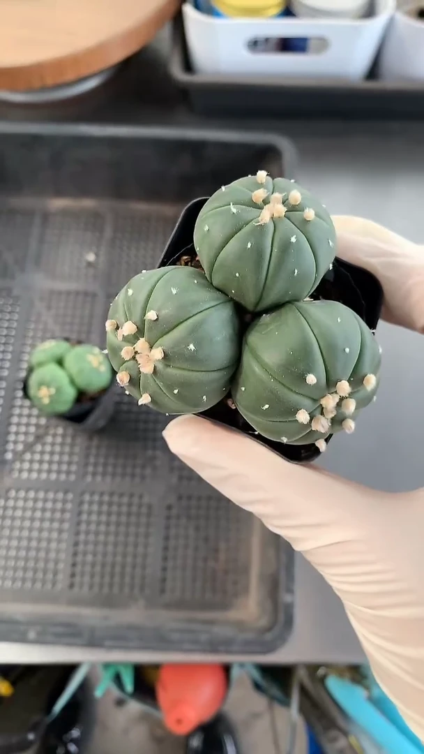 小号 三头星兜  1颗