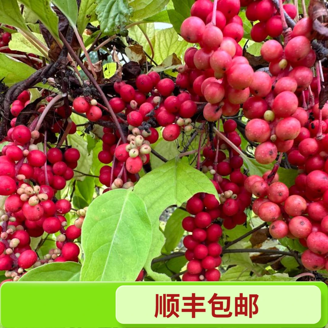 长白山当季北五味子红鲜果（顺丰包邮）