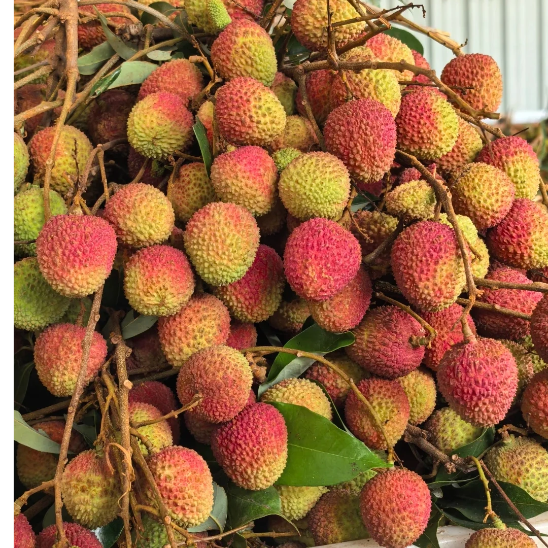 【妃子笑荔枝同城配送】新鲜荔枝买5斤装同城送贵州省