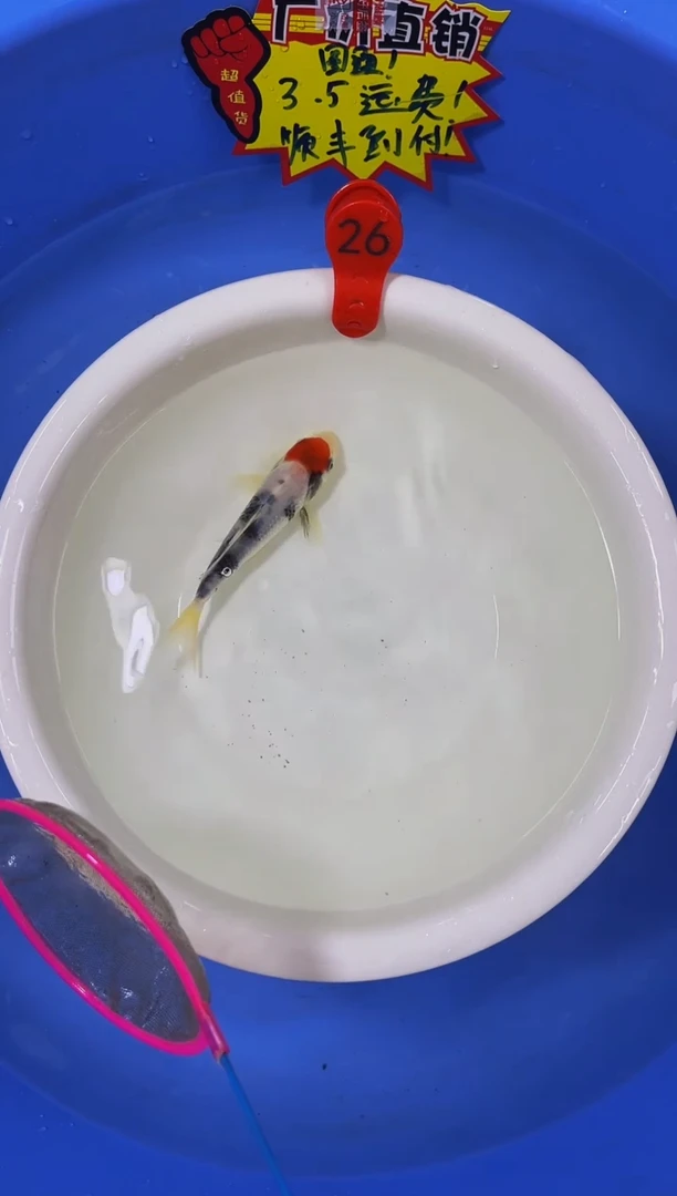 锦鲤活体二号链接