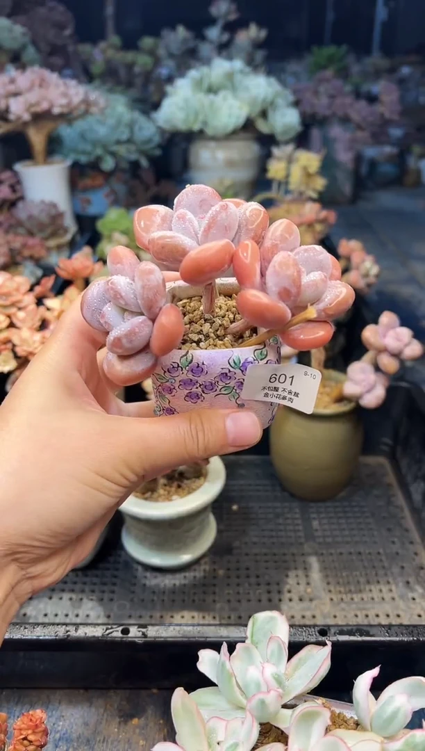 ?601             不带盆