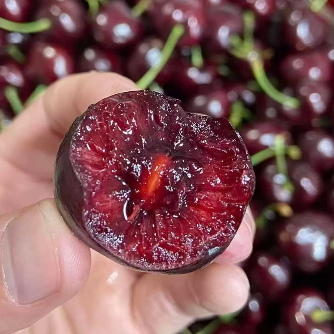 【4J桑提娜】净重5斤原箱智利车厘子海运当季新鲜水果脆甜快递次日达  内附果径卡桑提娜樱桃