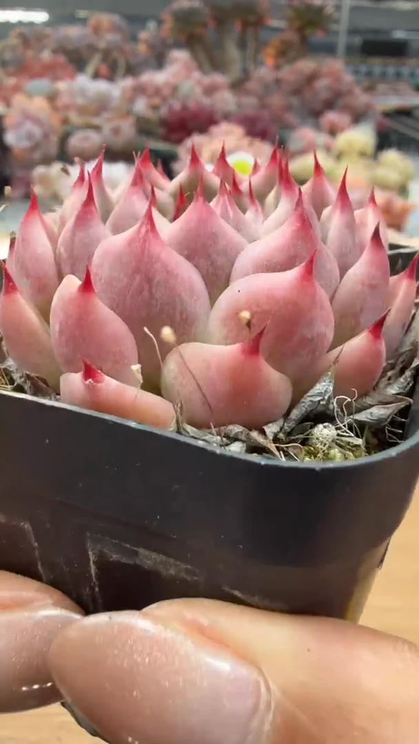 东云多肉园二店-53