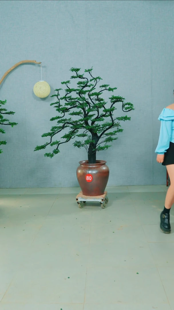 无花朵抖*广东小叶紫檀