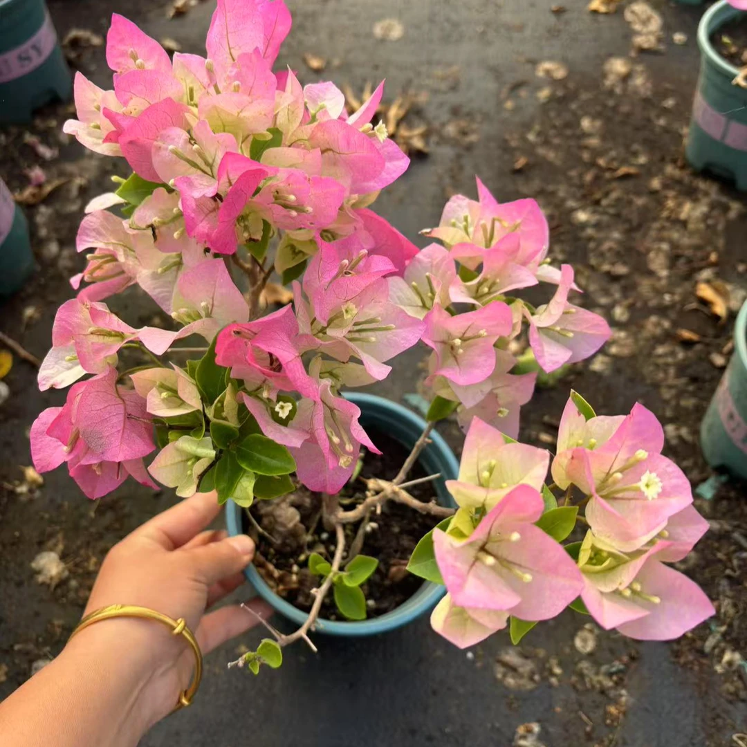 0.5加仑盆迷你；彩色三角梅发货途中容易掉花掉叶子，建议者勿拍