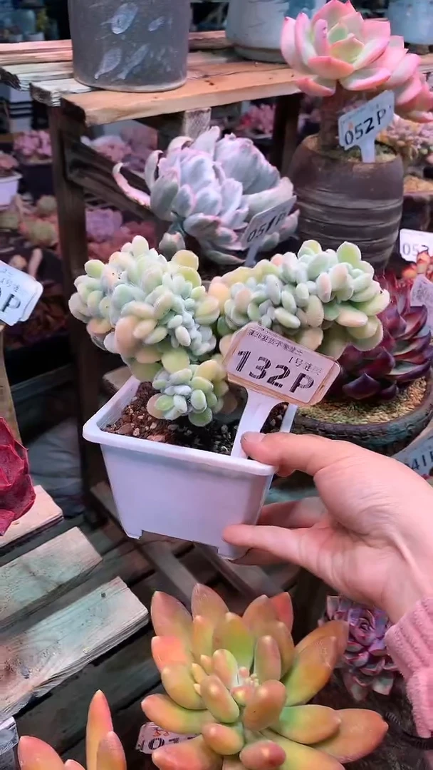 【闪购商品】132PPP