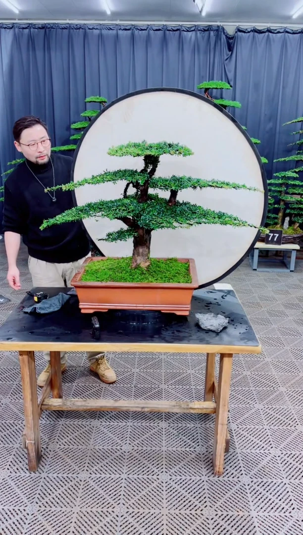 无花朵迎客松111松树盆景