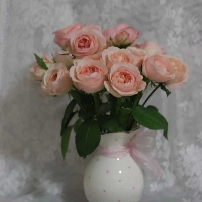 【凯瑟琳玫瑰】云南基地直发家养鲜花