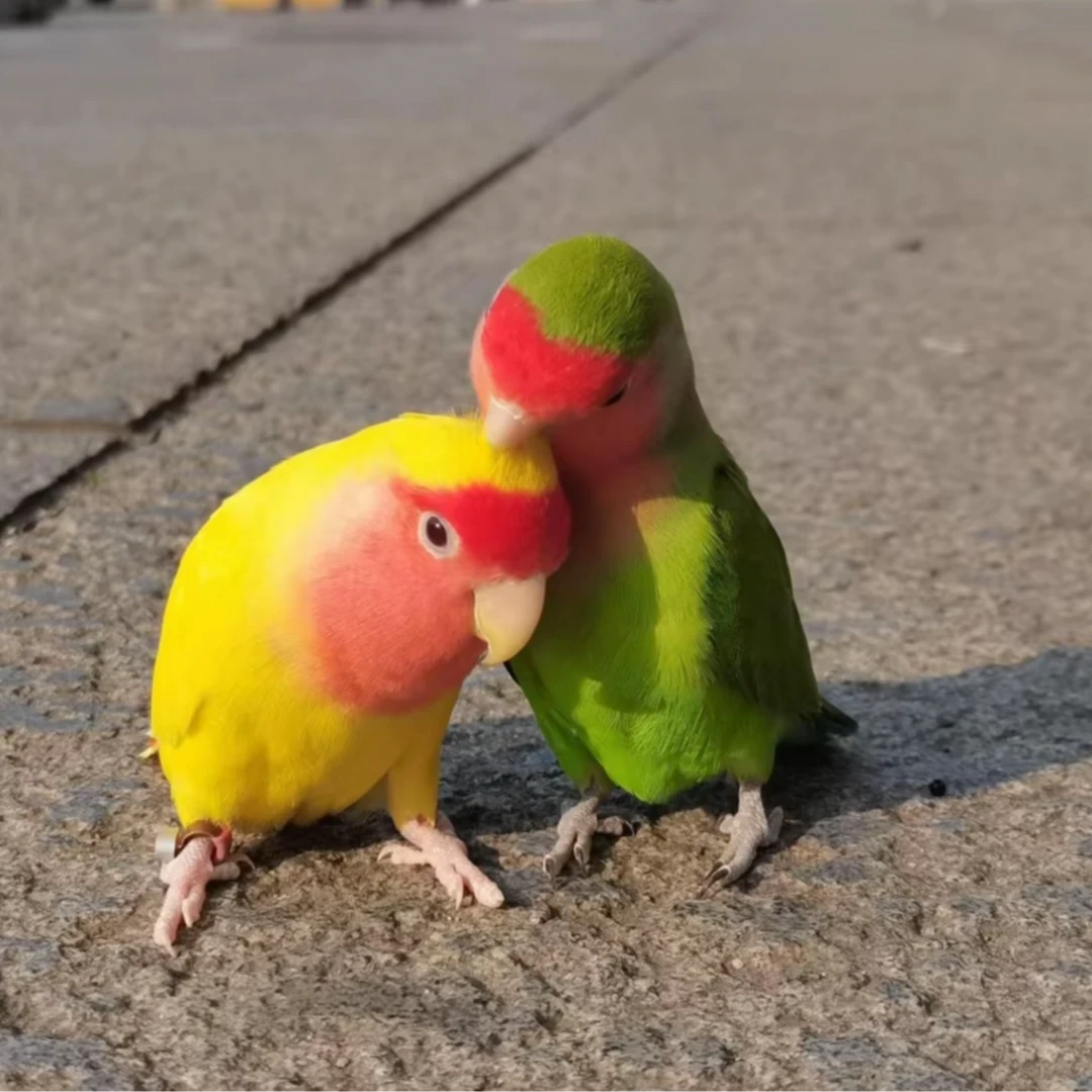 牡丹鹦鹉活体宠物鸟观赏手玩好养小型鹦鹉