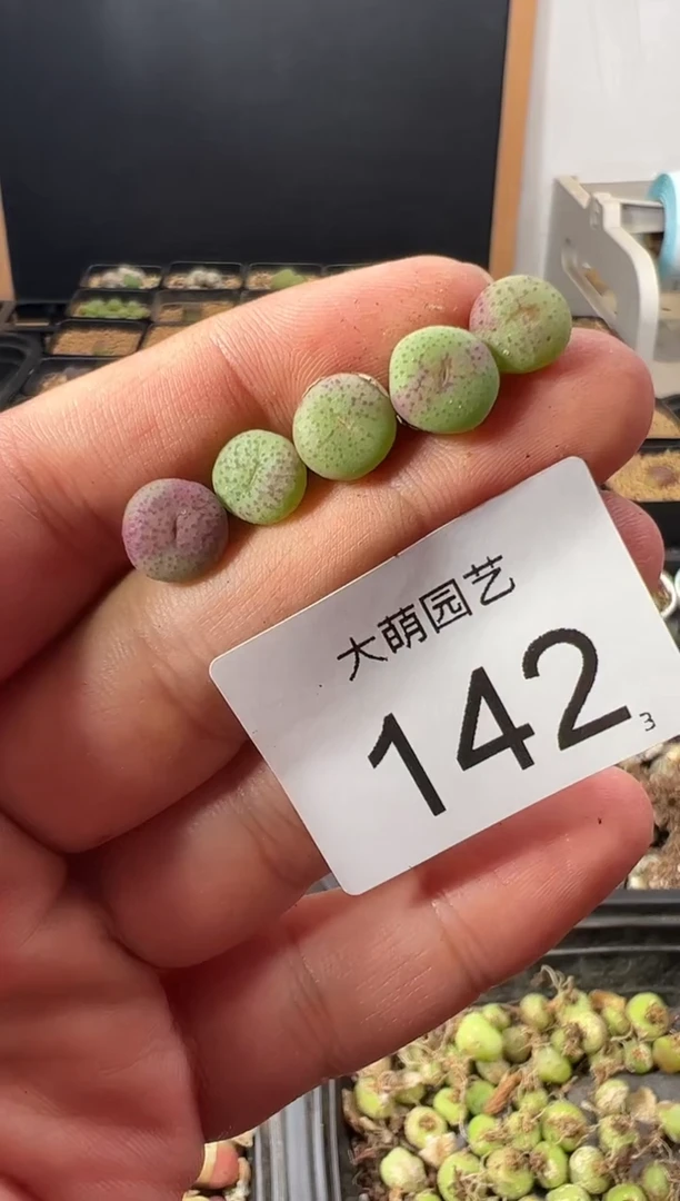 一物一拍        142