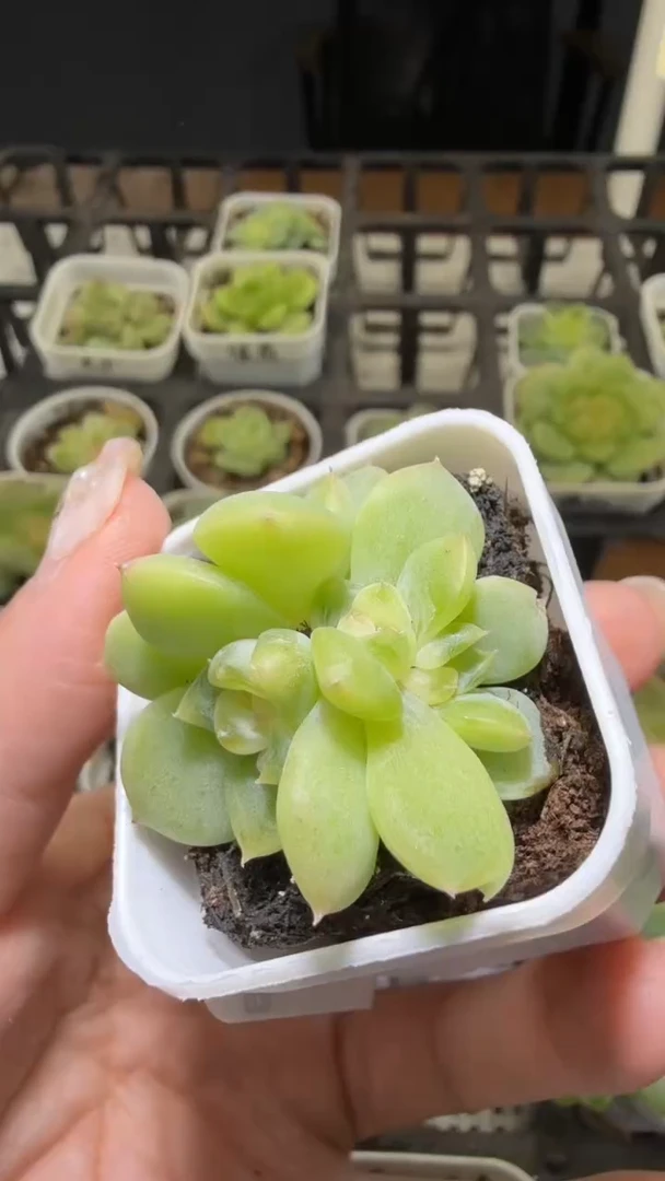 1599  T0多肉植物