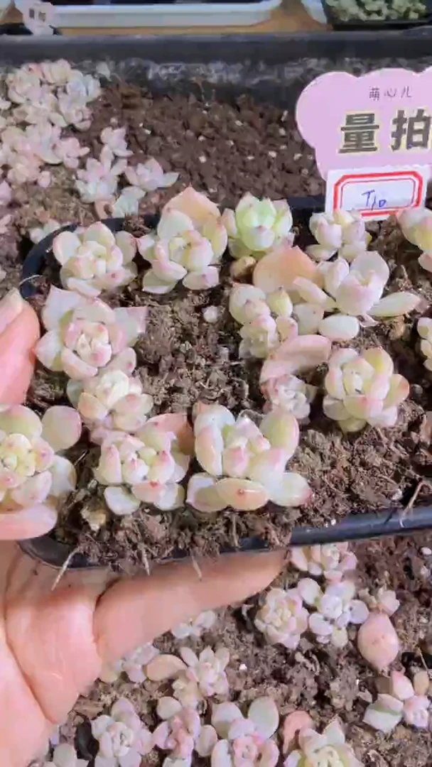T10灯泡心切糕1盒 量拍多肉植物