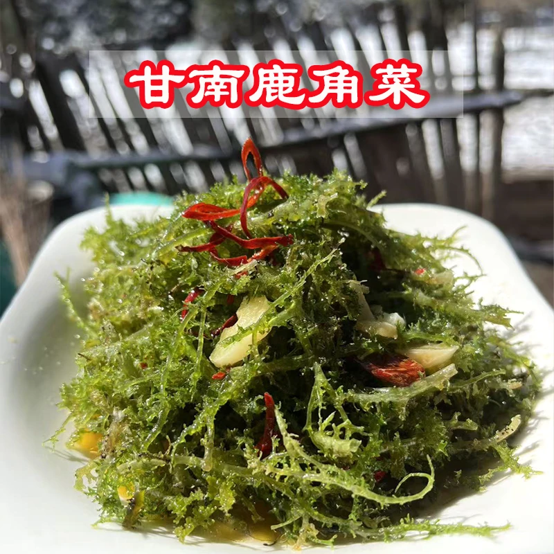 甘南土特产鹿角菜