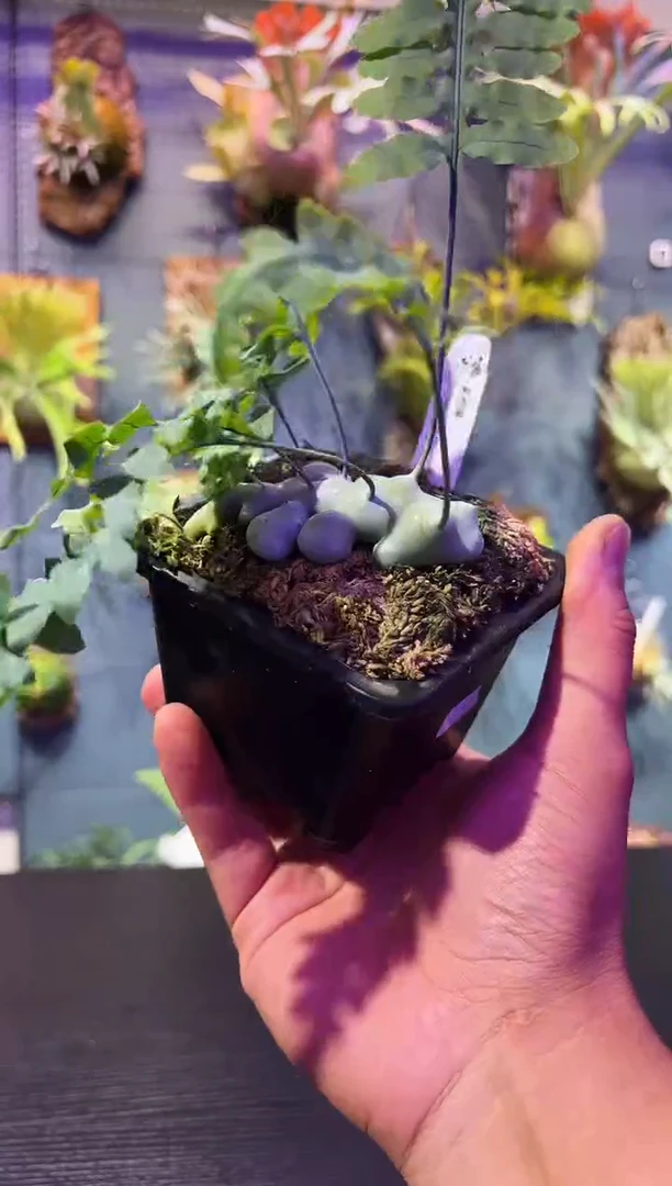 完全开放大蓝蚁1号