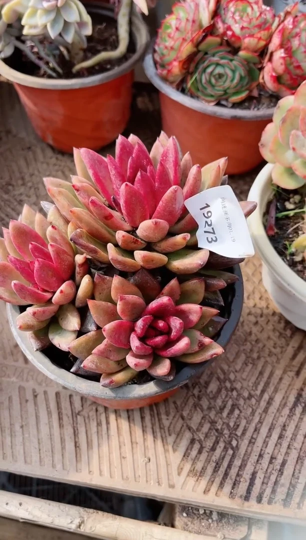 【闪购商品】19273多肉