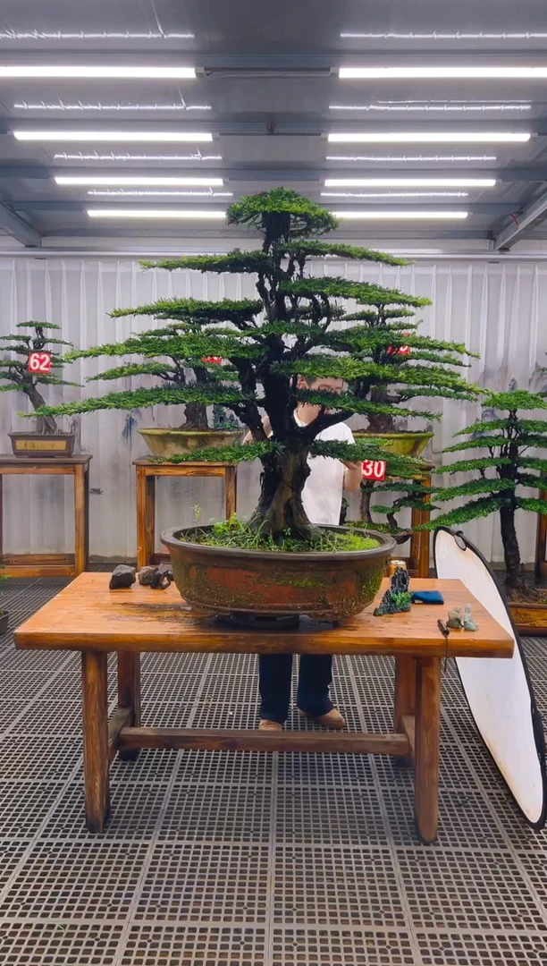 无花朵随*a精品盆景直播间一物一拍