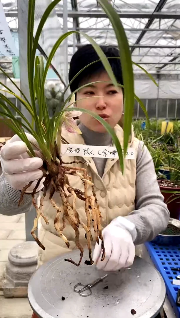 【闪购商品】余江蝉，柴墟懒人