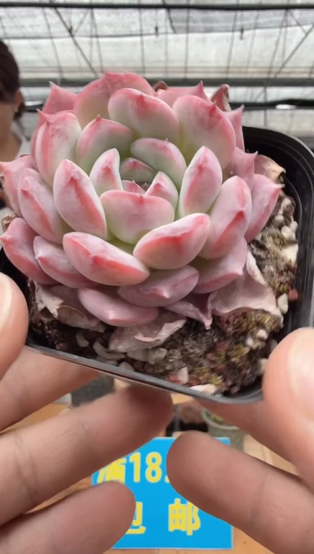 东云多肉园二店-378