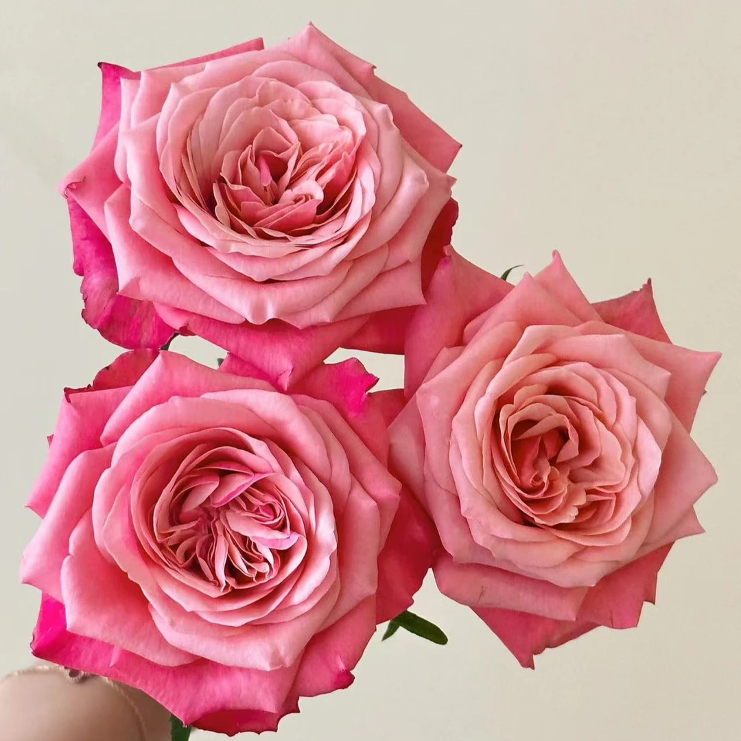 老板娘专属『闺蜜玫瑰10支』全场任意满两单鲜花顺丰包邮 三单送黄莺  鲜花直播批发次日达包邮